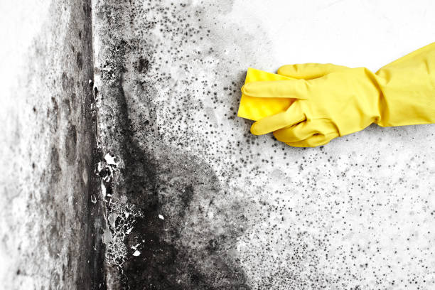 Best Post-Construction Mold Inspection  in Saugatuck, CT