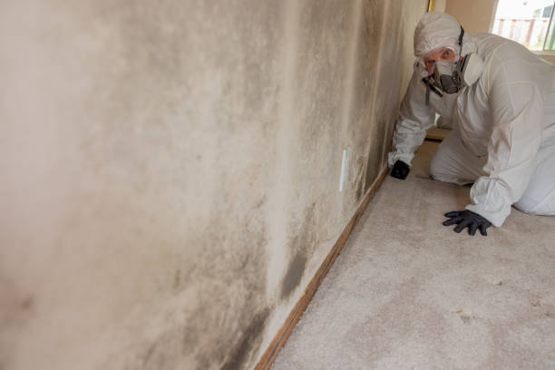 Best Forensic Mold Investigation  in Saugatuck, CT